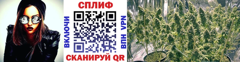 Купить где  Шенкурск  Бошки Шишки план 